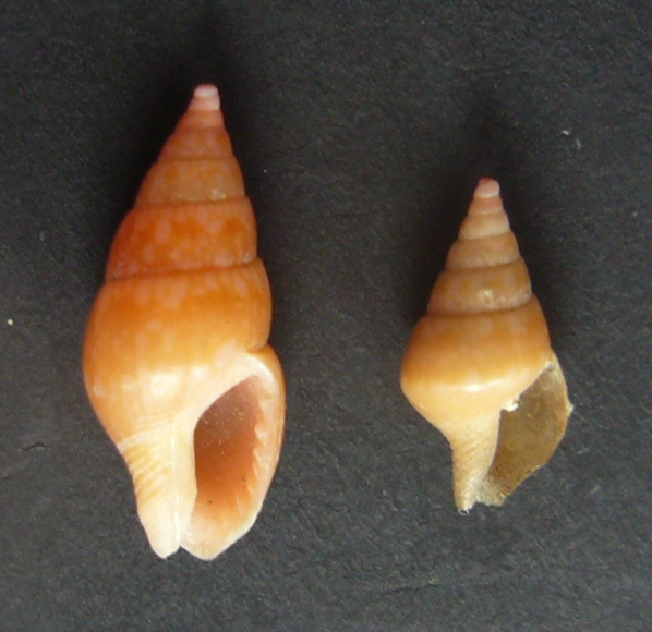 mitrella pallaryi?